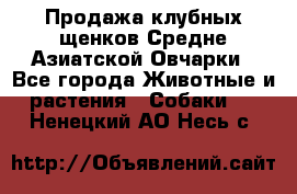 Продажа клубных щенков Средне Азиатской Овчарки - Все города Животные и растения » Собаки   . Ненецкий АО,Несь с.